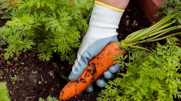 Что рассыпать в междурядье, чтобы морковь выросла сладкой: результат вас непременно удивит