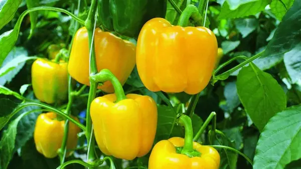 Соберете до 10 кг перца с одного куста: как приготовить удобрение из хлеба для июльской подкормки