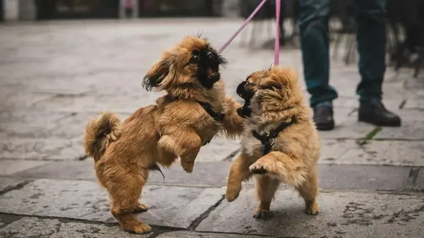 Почему маленькие собаки кажутся агрессивнее больших: кинолог назвал главную причину