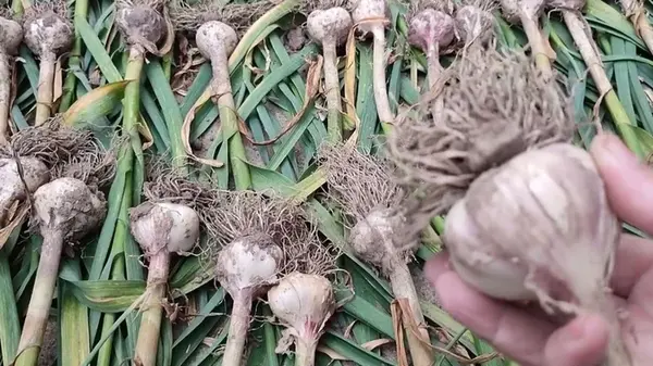 Как понять, что чеснок созрел и нужно его выкапывать: не упустите сроков