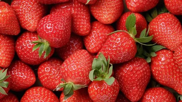 Серая гниль на клубнике: как спасти урожай