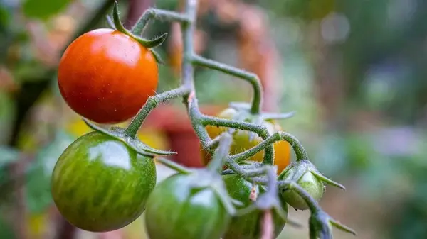 Как можно ускорить созревание томатов на грядке или после сбора