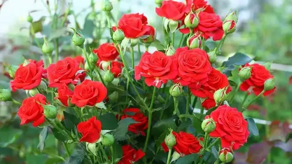 Когда лучше обрезать розы: садовник рассказал обо всех нюансах