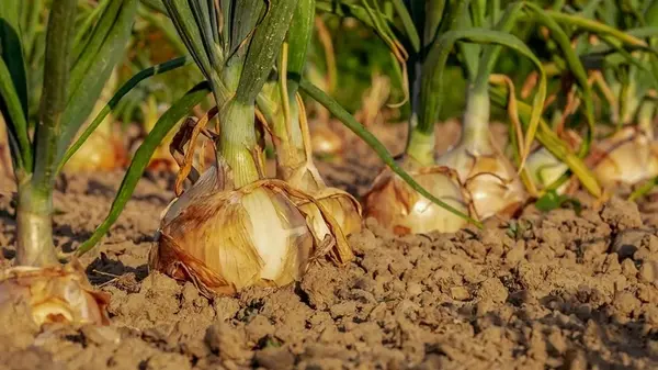 До 12 июля успейте подкормить лук: 10 г на ведро воды — и сочные головки вырастут с кулак