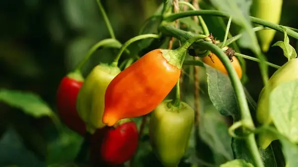 Чем подкормить перец для роста в июле