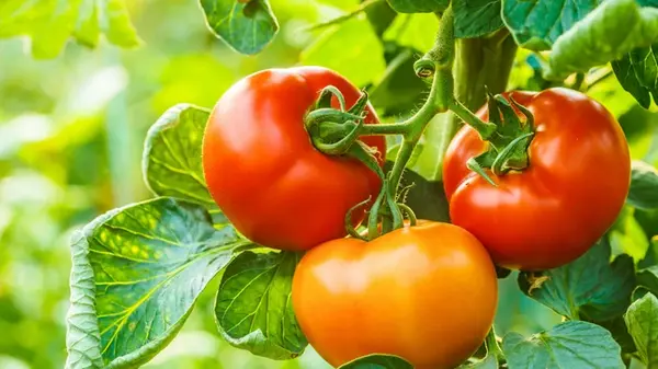 Чем подкормить помидоры сейчас для сахаристых и крепких плодов