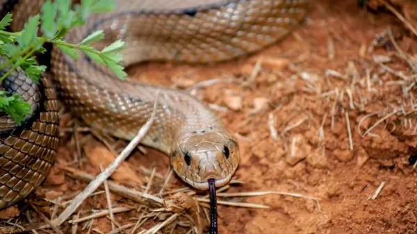 Какие растения не переносят змеи: простые решения для сада и огорода