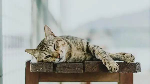 Лучше не держать там, где живут домашние любимцы: какой цветок смертельно опасен для кошек