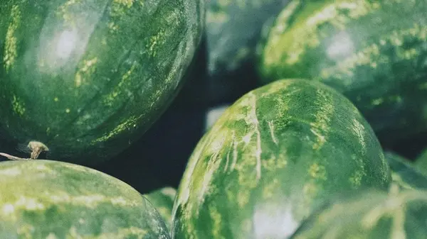 Как вырастить арбузы даже в холодном климате: эксперты поделились четырьмя основными правилами