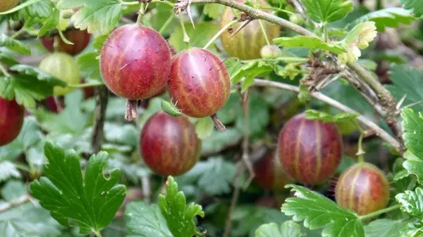 Чем полезен крыжовник: почему его нужно включить в ежедневный рацион