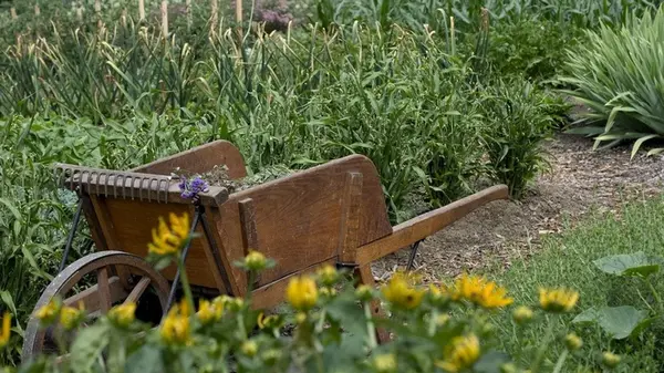 5 цветов, которые будут цвести все лето: садовод назвала лучшие многолетники