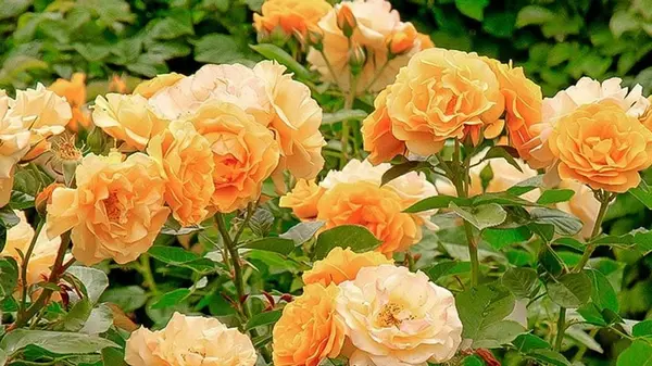 Розы будут цвести, не переставая, до осени: что для этого нужно сделать — советуют эксперты