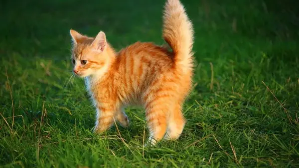 Почему кошки виляют хвостом: дрессировщица раскрыла интересные детали