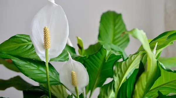 Женское счастье будет цвести целое лето: садовница раскрыла, каким секретным удобрением полить вазон