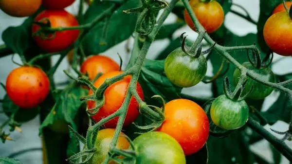 Как помочь помидорам быстрее покраснеть: что нужно сделать огородникам прямо сейчас