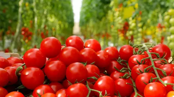 Секреты богатого урожая помидоров и бахчевых: чем подкормить растения во время цветения