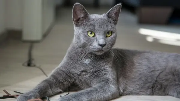 Зачем кошки несут убитых животных домой: что это — проявление уважения к хозяину или попытка накормить