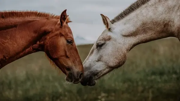Тест на личность: какое ваше лучшее качество в дружбе — выберите фото, чтобы узнать