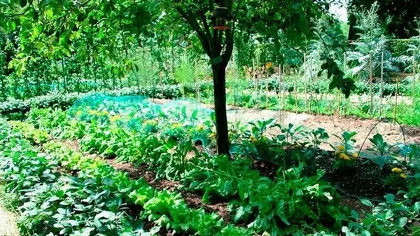 Какие овощи можно сажать в тени