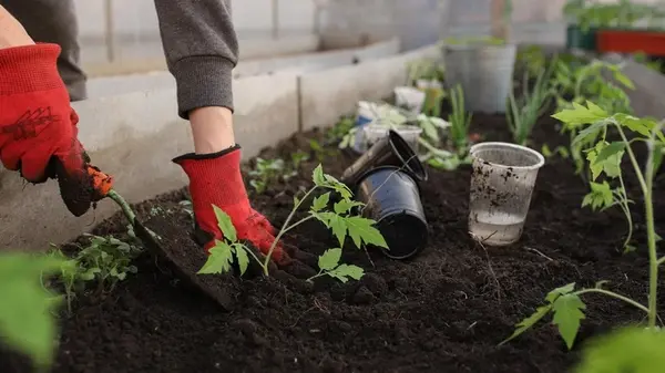 Можно ли делиться рассадой с соседями по народным приметам: запомните мудрость веков