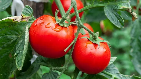 Почему вянут помидоры: топ-5 причин от опытного садовода