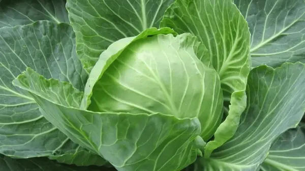 Что нужно сделать в июле, чтобы у капусты сформировались тугие головки: метод без копейки вложений