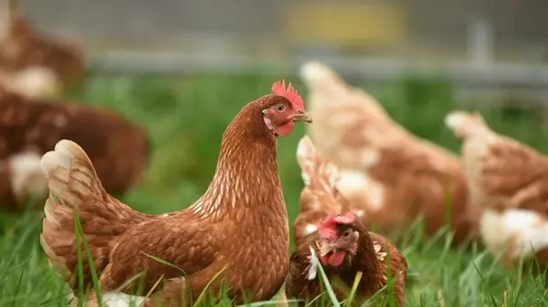 Какую траву лучше посадить в курятнике: эти виды растений домашние птицы любят больше всего