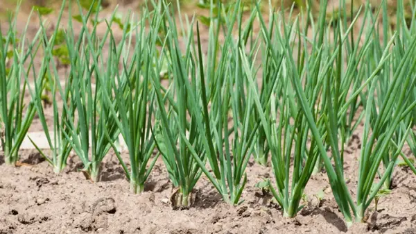 Чем лучше подкормить лук в июле — солью, золой или нашатырем