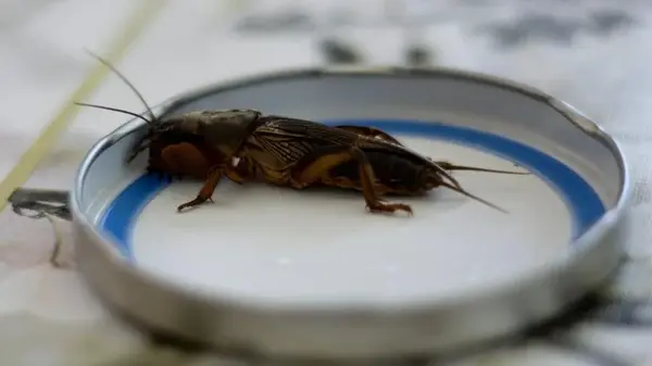 Чего боится медведка: простой способ спасти огород