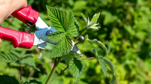 Урожаю позавидуют все соседи: как правильно обрезать кусты малины