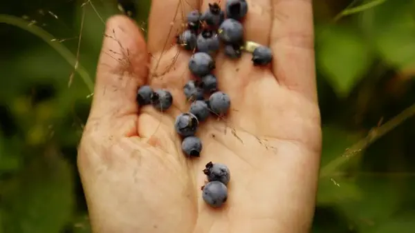 Названы 2 категории людей, кому категорически нельзя есть чернику