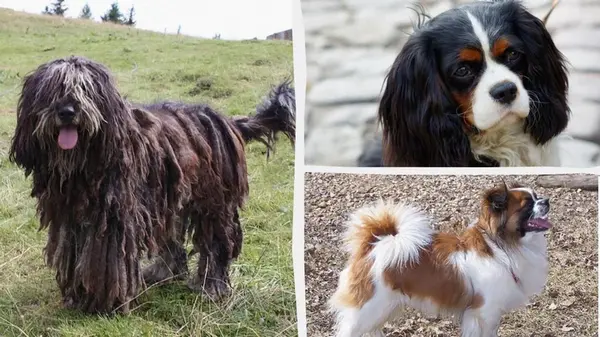 Какие собаки спокойны и хорошо ладят с детьми: эксперты назвали 13 самых ласковых пород