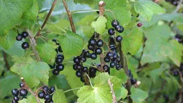 Обрезка смородины после уборки урожая: советы садоводов