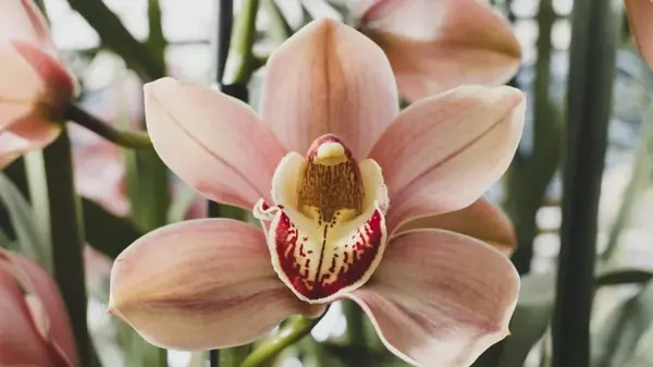 Орхидеи будут «цвести как по часам», если подкармливать их этим средством