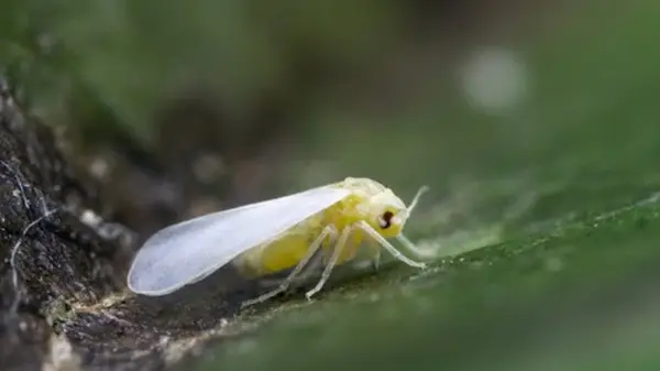 Белокрылка на огороде: как избавиться от вредителя за одну обработку
