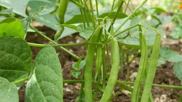Как и когда сеять спаржевую фасоль в июле, чтобы успеть собрать урожай