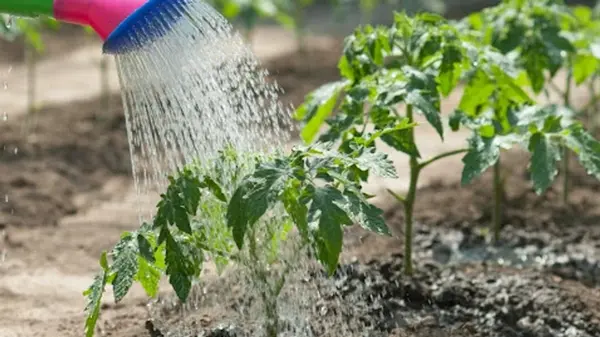 Какие растения нельзя поливать холодной водой: такого «купания» они не переживут