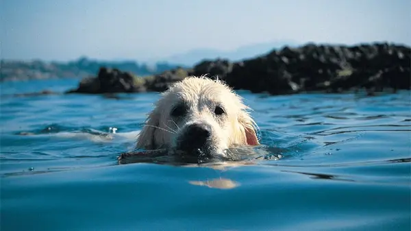 Почему не всех собак можно купать в водоемах: чем это может обернуться для пушистика