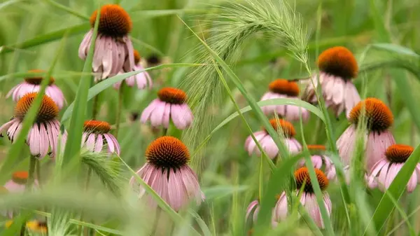 Топ-7 растений, которые прекрасно растут в песчаной почве