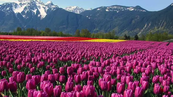 Удивительные факты о цветах, которые вас удивят