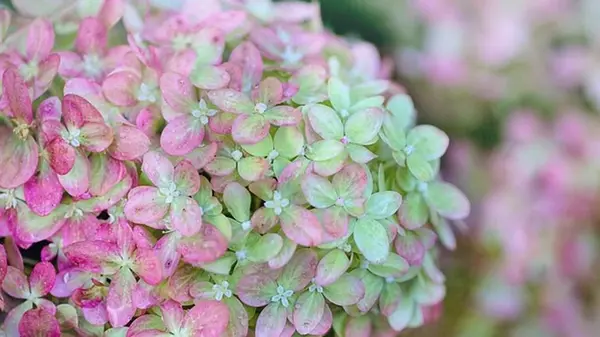 Чтобы гортензия не увяла в жару: секреты от опытных садоводов