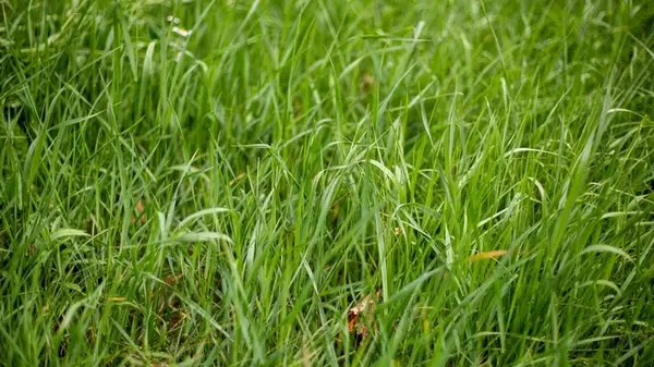 Как быстро вывести пырей со своего огорода без химии: лучшие способы