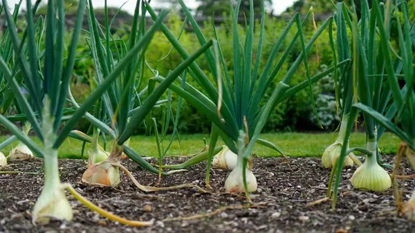 Даже для капусты не поздно: что посадить после лука в июле