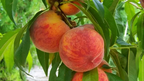 Как вырастить персик из косточки: два простых способа