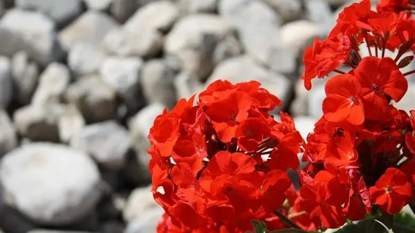 Чем поливать пеларгонию, чтобы она пышно цвела целое лето