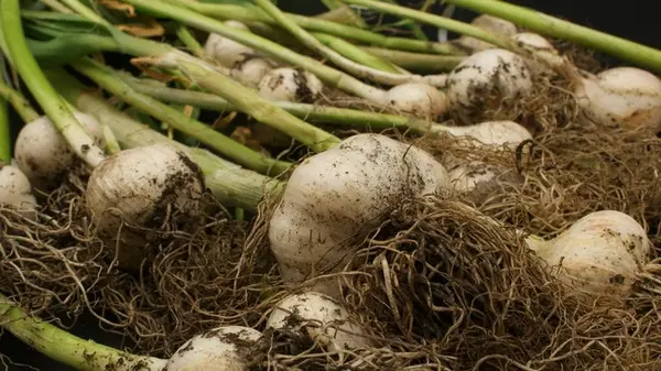 Переложите этим чеснок — и он будет храниться до самой весны: секрет опытных хозяев