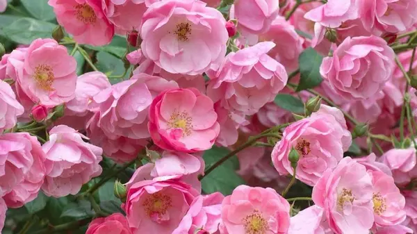 Секрет цветения плетистой розы, по которому мало кто знает: и это не подкормка