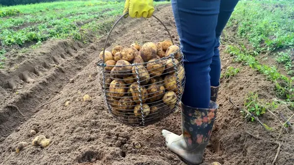 Фермер в пятом поколении назвала признаки того, что картофель готов к уборке