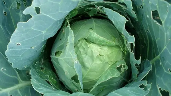 Дыры на капусте: какие вредители их делают и как спасти будущий урожай