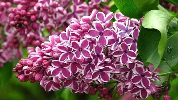 Интересные факты о сирене: чем удивляет знакомое растение, о чем вы точно не знали